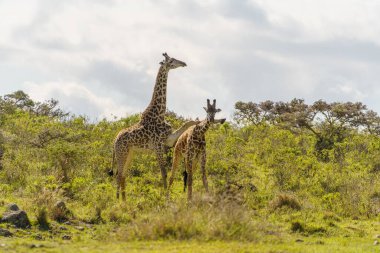 Güneşli bir günde yeşil ağaçların olduğu bir tarlada güzel zürafaların manzarası.