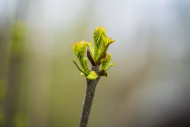 Bir ağaç tomurcuğunun seçici odağı