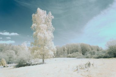 Bulutlu gökyüzünün altındaki bir tarlada beyaz huş ağacı