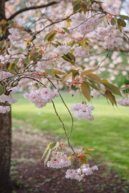 Baharda neşeli bir çiçek ya da sakura.