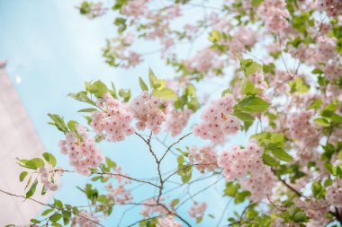 Mavi gökyüzüne karşı narin kiraz çiçeklerinin alçak açılı çekimi