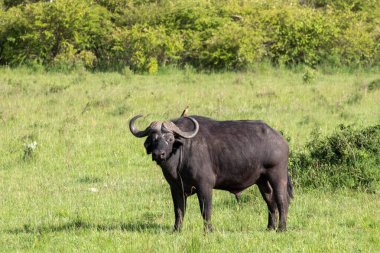 Yeşil otlakta siyah bir Afrika bufalosu (Syncerus caffer)