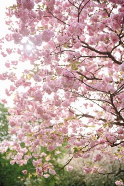 Baharda kiraz çiçeği ya da sakura.