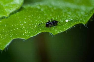 Yeşil yapraklı bir karınca makrosu (Lasius niger)