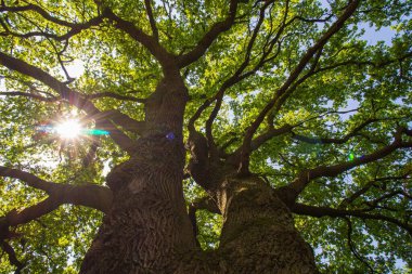 Ormanda güneş ışığı altında yemyeşil İngiliz meşe ağacının alçak açılı görüntüsü.