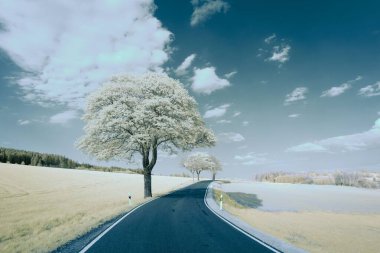 Sabah bembeyaz bir çayırda bir yolun güzel manzarası.