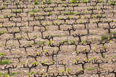 İspanya 'daki Terra Alta' da bir üzüm bağında yüksek açılı bir sıra asma resmi.