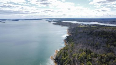 Deniz kıyısında bir çam ağacı ormanının manzarası.