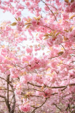 Baharda neşeli bir çiçek ya da sakura.