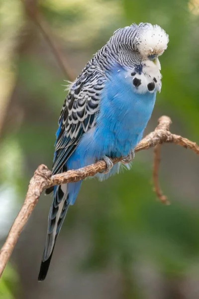 Pionowe Ujęcie Papugi Niebieskim Brzuchem Białą Głową Rozmytymi Liśćmi Horyzoncie — Zdjęcie stockowe