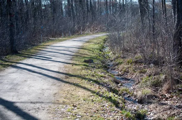 Narrow Path Woods Daytime — Stock Photo, Image