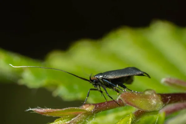 Macro Corno Verde Adela Reaumurella Una Foglia Verde — Foto Stock