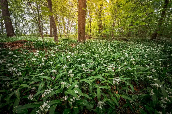 Yeşil Ağaçlı Bir Ormanda Güzel Bir Bitki Manzarası — Stok fotoğraf