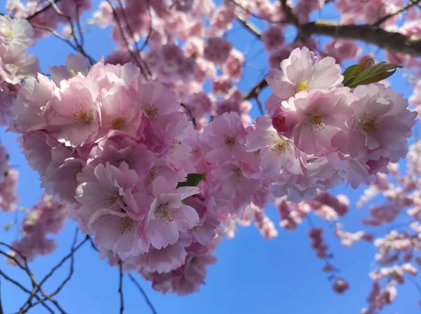 Primer Plano Árbol Sakura Floreciente Con Flores Rosadas Cielo Azul — Foto de Stock