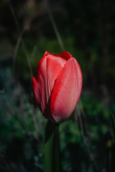 Svislý Snímek Makra Červeného Tulipánu — Stock fotografie