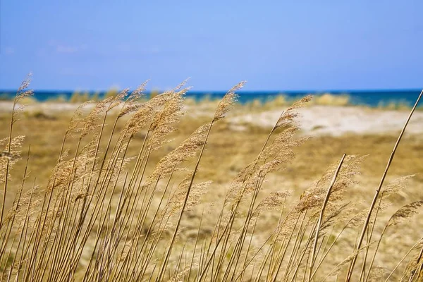 A field of reeds on a sunny bay