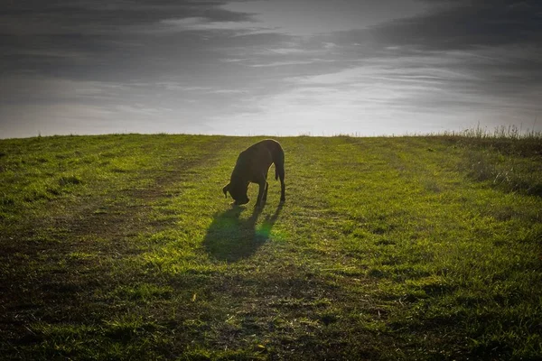 Вертикальный Снимок Очаровательной Боксерской Собаки Зеленом Поле Фоне Облачного Неба — стоковое фото
