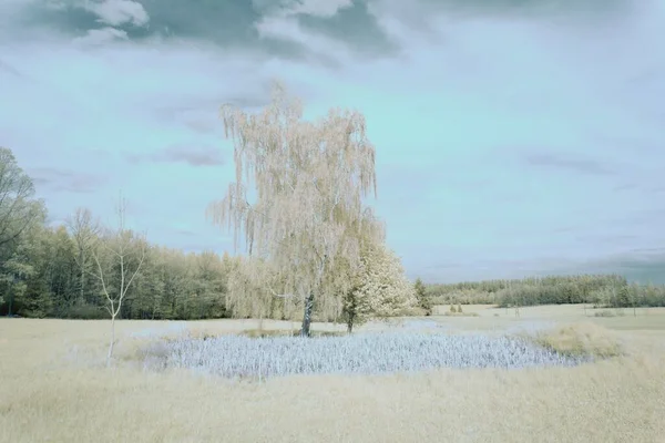 Bílá Bříza Poli Obklopená Zelenými Stromy Pod Zataženou Oblohou — Stock fotografie