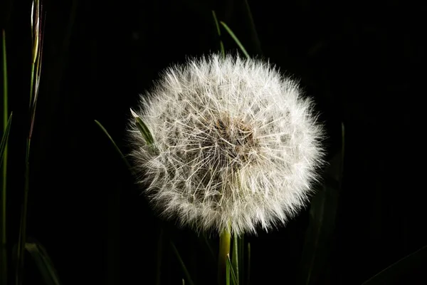 Closeup Shot Common Dandelion Garden Black Background — Stock Photo, Image