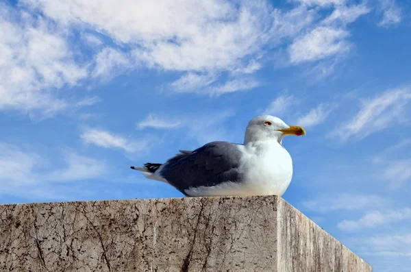 Een Meeuw Zittend Een Oppervlak Onder Blauwe Lucht Met Witte — Stockfoto