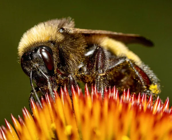 Macro Shot Bumblebee Drinking Nectar Flower Blurry Background — Stock Photo, Image