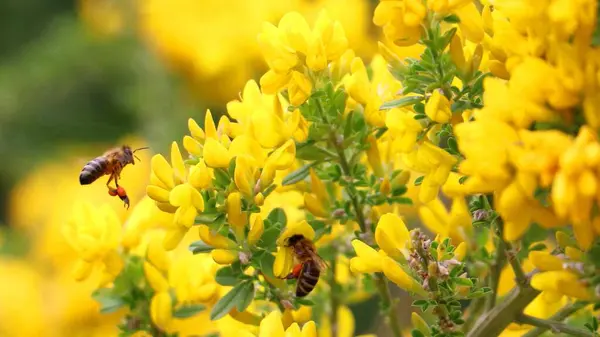 野の黄色の花にミツバチのクローズアップ — ストック写真