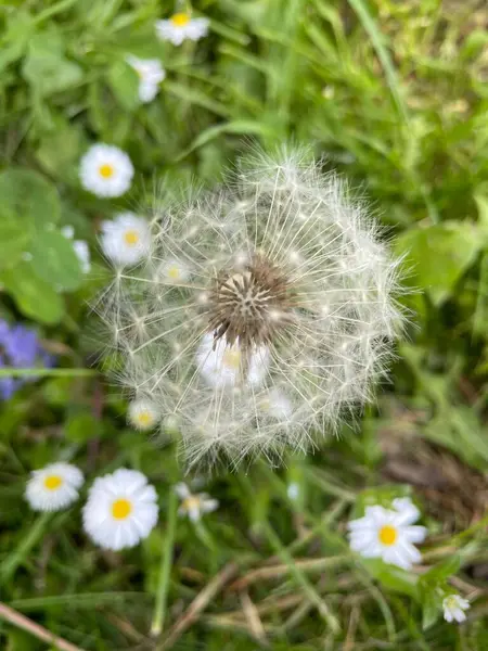 Egy Pitypang Taraxacum Függőleges Közelsége — Stock Fotó