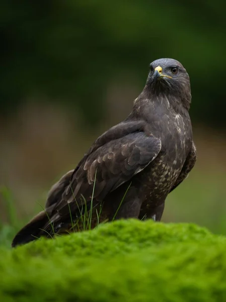 Vertikální Záběr Obyčejného Krkavce Sedícího Zelené Trávě Izolované Rozmazaném Pozadí — Stock fotografie