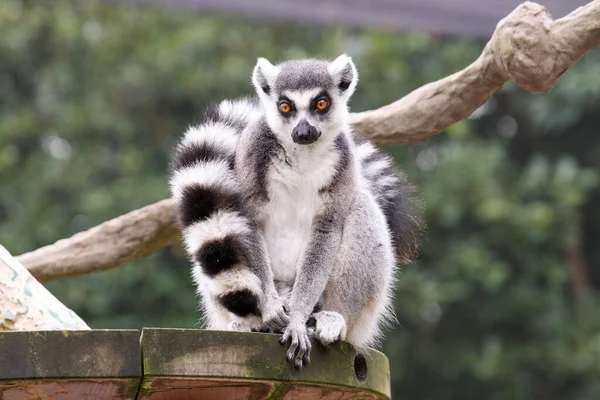 Primer Plano Lémur Cola Anillada Lemur Catta Zoológico — Foto de Stock
