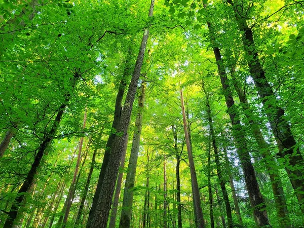 Ángulo Bajo Árboles Verdes Altos Bosque Día Soleado — Foto de Stock