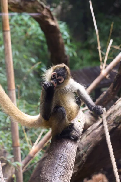 Close Vertical Macaco Aranha Geoffroy Ateles Geoffroyi Galho Árvore — Fotografia de Stock