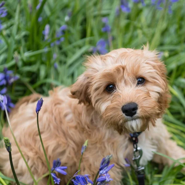 Primer Plano Cachorro Cavapoo Sentado Hierba Con Hermosas Flores Mirando —  Fotos de Stock