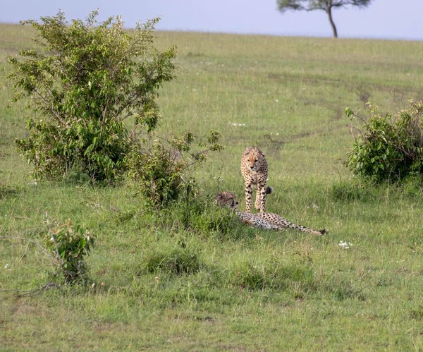 Çita Acinonyx Jubatus Yeşil Alanda Dinleniyor — Stok fotoğraf