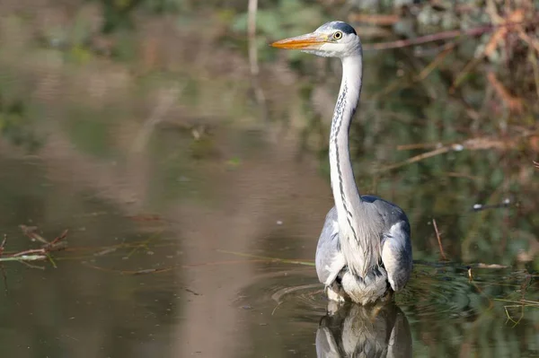 Крупный План Серой Цапли Ardea Cinerea Озере — стоковое фото