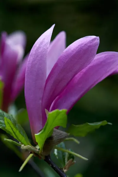 Vue Verticale Une Magnolia Liliiflora Fleurissant Extérieur — Photo