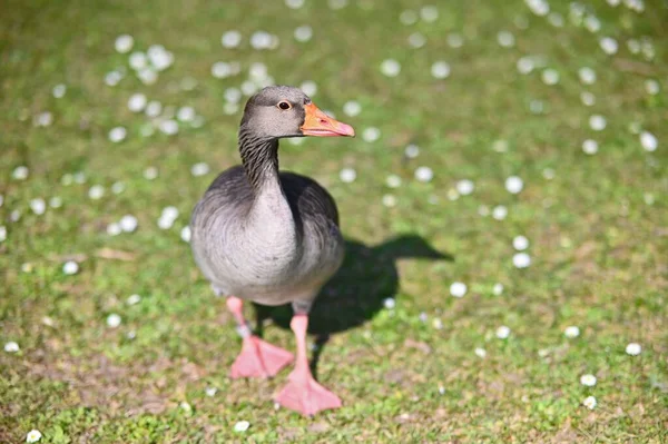 Foco Seletivo Ganso Greylag Campo Dia Ensolarado — Fotografia de Stock