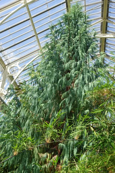 Vertical Shot Cupressus Cashmeriana Kashmir Cypress Tree Kew Gardens — Stock Photo, Image