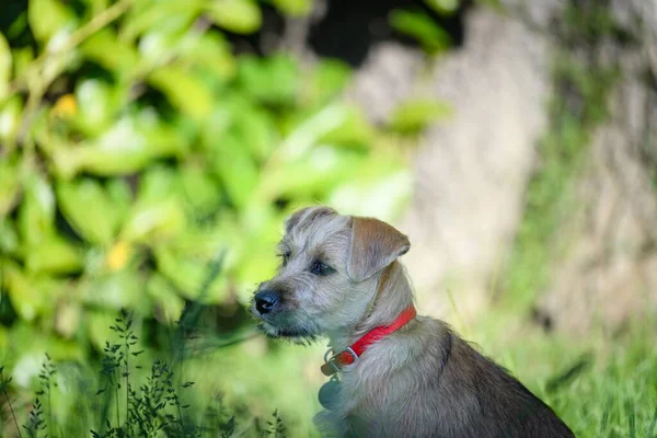Adorable Sad Looking Norfolk Terrier Red Collar Green Garden — Stock Photo, Image