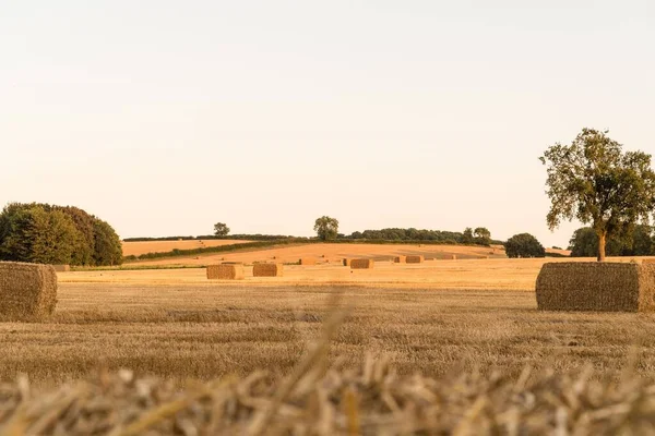 Square Hay Bales Scattered Brown Field Clear Sky Background — Stock Photo, Image