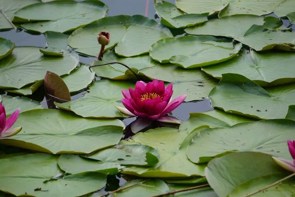 Den Rosa Näckrosor Damm — Stockfoto