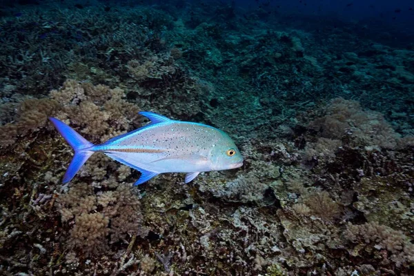 Belo Peixe Cinza Azul Subaquático Com Recifes — Fotografia de Stock