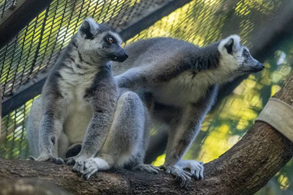 The two ring-tailed lemurs on a tree branch in the zoo