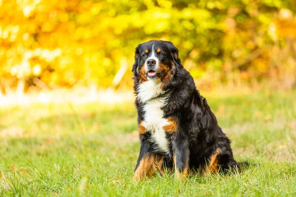 Doce Cão Montanha Bernese Sentado Parque Outono — Fotografia de Stock