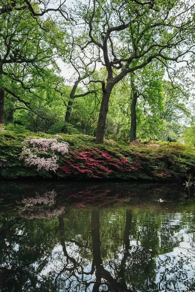 Eine Vertikale Aufnahme Eines Baumes Und Sein Spiegelbild Einem Teich — Stockfoto