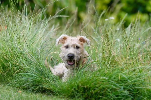 An adorable Soft-coated Wheaten Terrier running and playing in lush green grass in the park