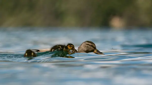 Adorable Mother Duck Swimming Water Its Duckling — Stock Photo, Image