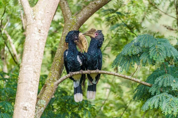 Una Vista Los Hermosos Cornetas Mejillas Plateadas Una Rama Bosque —  Fotos de Stock