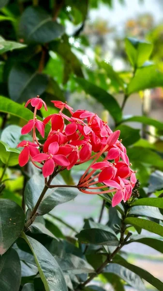 Vertikální Záběr Červené Západoindické Jasmínové Květy Listy Denního Světla — Stock fotografie