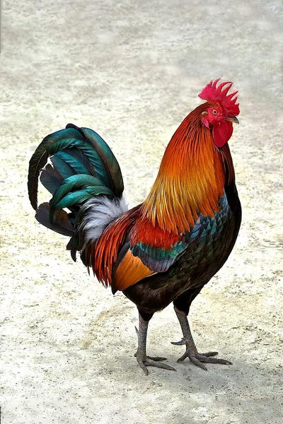 Vertical Shot Rooster — Stock Photo, Image