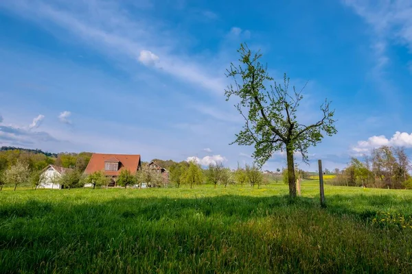 Wiesenlandschaft Mit Bauernhof Sempach Schweiz — Stockfoto
